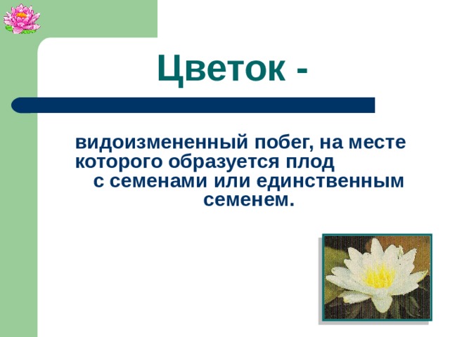 Цветок - видоизмененный побег, на месте которого образуется плод с семенами или единственным семенем.