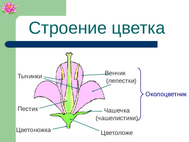 Строение цветка Венчик (лепестки) Тычинки Околоцветник Пестик Чашечка (чашелистики) Цветоножка Цветоложе