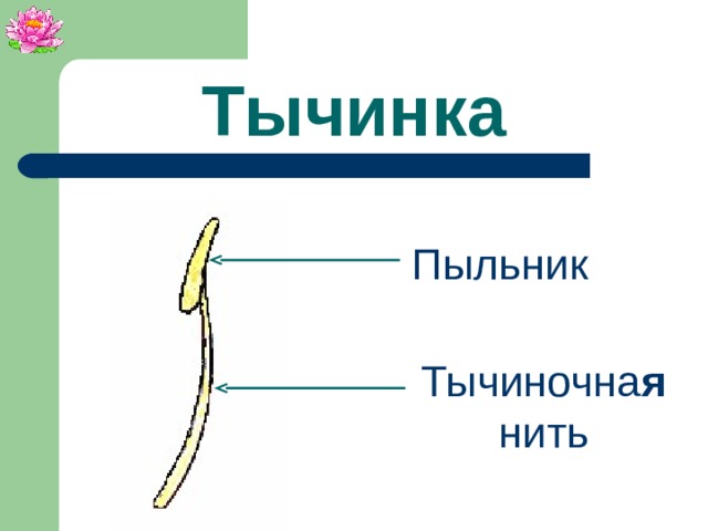 Тычинка Пыльник Тычиночна я нить
