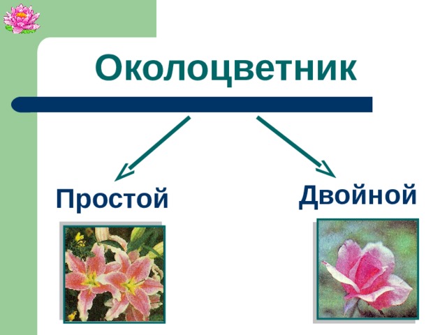 Двойной околоцветник какие цветы. Двойной околоцветник. Двойной или простой околоцветник. Околоцветник черемухи. Околоцветник у черемухи простой или двойной.