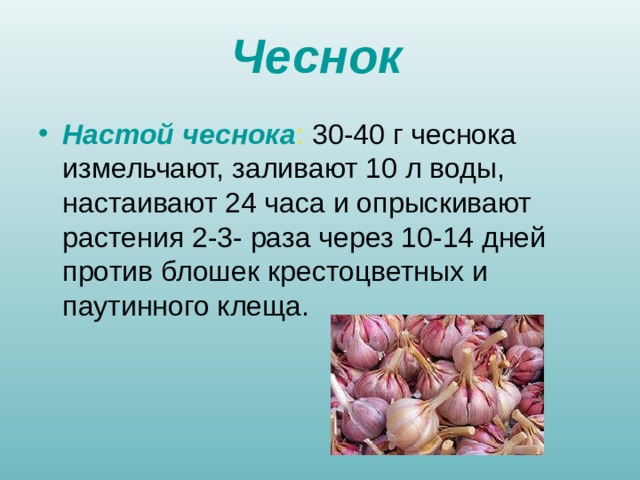 Чеснок Настой чеснока : 30-40 г чеснока измельчают, заливают 10 л воды, настаивают 24 часа и опрыскивают растения 2-3- раза через 10-14 дней против блошек крестоцветных и паутинного клеща.