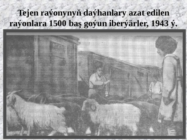 Tejen raýonynyň daýhanlary azat edilen raýonlara 1500 baş goýun iberýärler, 1943 ý. 