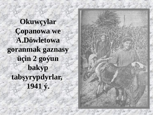 Okuwçylar Çopanowa we A.Döwletowa goranmak gaznasy üçin 2 goýun bakyp tabşyrypdyrlar,  1941 ý. 
