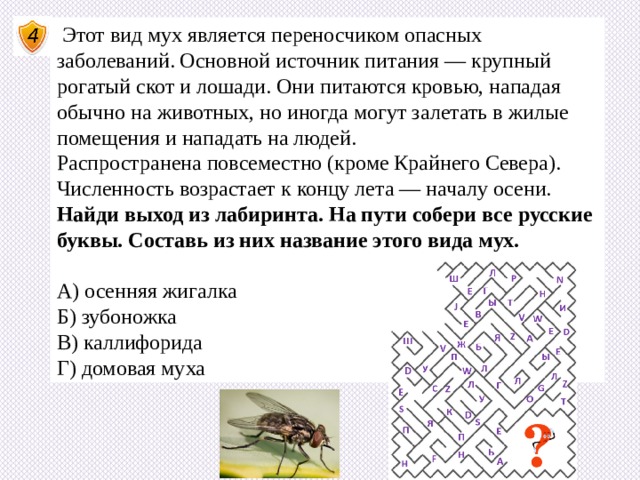  Этот вид мух является переносчиком опасных заболеваний. Основной источник питания — крупный рогатый скот и лошади. Они питаются кровью, нападая обычно на животных, но иногда могут залетать в жилые помещения и нападать на людей. Распространена повсеместно (кроме Крайнего Севера). Численность возрастает к концу лета — началу осени. Найди выход из лабиринта. На пути собери все русские буквы. Составь из них название этого вида мух. А) осенняя жигалка    Б) зубоножка В) каллифорида    Г) домовая муха 