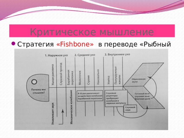 Критическое мышление Стратегия «Fishbone» в переводе «Рыбный скелет» 