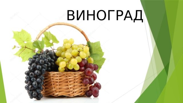 ВИНОГРАД 
