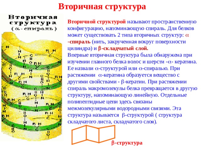 Вторичная структура Вторичной структурой называют пространственную конфигурацию, напоминающую спираль. Для белков может существовать 2 типа вторичных структур:  - спираль (нить, закрученная вокруг поверхности цилиндра) и  -складчатый слой. Впервые вторичная структура была обнаружена при изучении главного белка волос и шерсти -  - кератина. Ее назвали  -структурой или  -спиралью. При растяжении  -кератина образуется вещество с другими свойствами -  -кератин. При растяжении спираль макромолекулы белка превращается в другую структуру, напоминающую линейную. Отдельные полипептидные цепи здесь связаны межмолекулярными водородными связями. Эта структура называется  -структурой ( структура складчатого листа, складчатого слоя).  -структура 