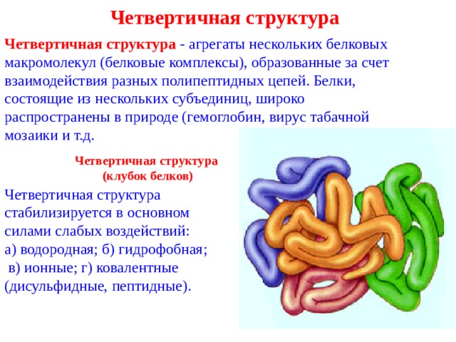 Отметь рисунок на котором представлена четвертичная структура белка