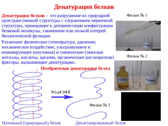 Денатурация белков Фильм № 1 Денатурация белков  - это  разрушение их природной пространственной структуры с сохранением первичной структуры, приводящее к дезориентации конфигурации белковой молекулы, снижением или полной потерей биологической функции. Различают физические (температура, давление, механическое воздействие, ультразвуковое и ионизирующее излучения) и химические (тяжелые металлы, кислоты, щелочи, органические растворители) факторы, вызывающие денатурацию. Фильм № 2 Необратимая денатурация белка Фильм № 3 Денатурированный белок Нативный (природный) белок 