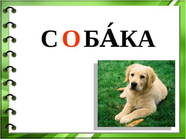 С … БА́КА О 