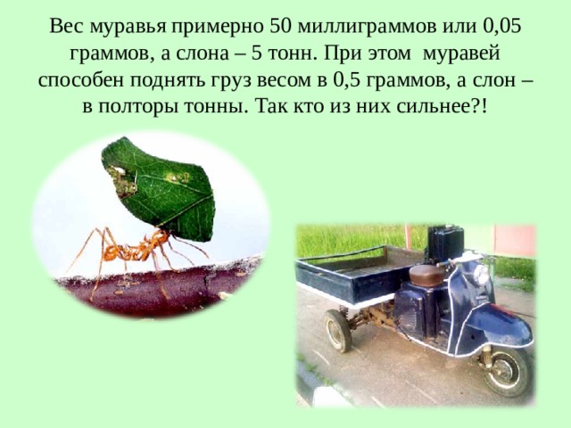 Вес муравья примерно 50 миллиграммов или 0,05 граммов, а слона – 5 тонн. При этом муравей способен поднять груз весом в 0,5 граммов, а слон – в полторы тонны. Так кто из них сильнее?! 