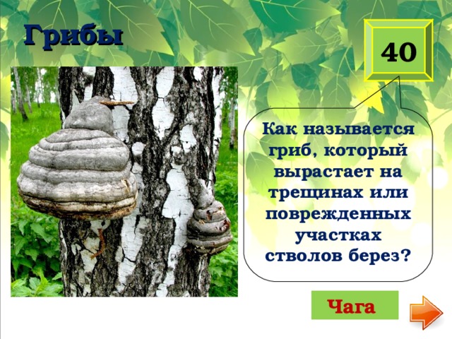 Грибы   40 Как называется гриб, который вырастает на трещинах или поврежденных участках стволов берез? Чага 