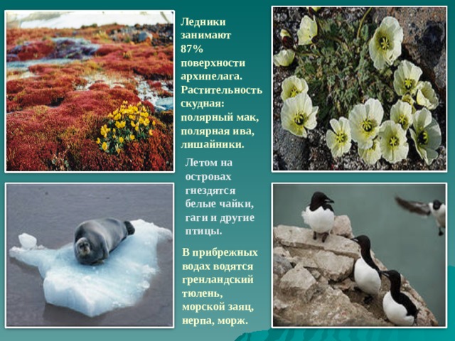 Ледники занимают 87% поверхности архипелага. Растительность скудная: полярный мак, полярная ива, лишайники. Летом на островах гнездятся белые чайки, гаги и другие птицы. В прибрежных водах водятся гренландский тюлень, морской заяц, нерпа, морж. 