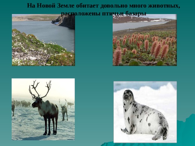 На Новой Земле обитает довольно много животных, расположены птичьи базары  Свободная 