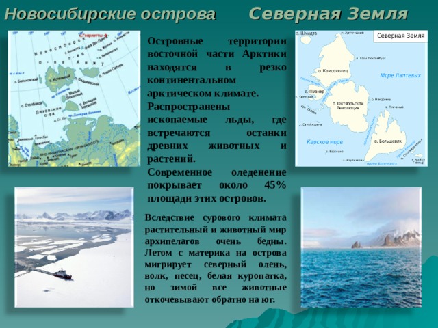 Новосибирские острова  Северная Земля Островные территории восточной части Арктики находятся в резко континентальном арктическом климате. Распространены ископаемые льды, где встречаются останки древних животных и растений. Современное оледенение покрывает около 45% площади этих островов. Вследствие сурового климата растительный и животный мир архипелагов очень бедны. Летом с материка на острова мигрирует северный олень, волк, песец, белая куропатка, но зимой все животные откочевывают обратно на юг. 