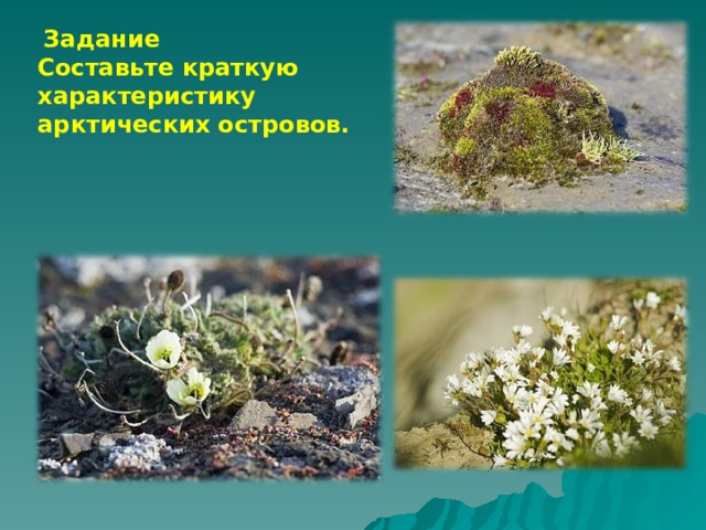  Задание Составьте краткую характеристику арктических островов. 