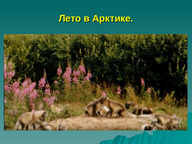 Лето в Арктике. 