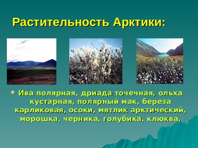 Растительность Арктики: Ива полярная, дриада точечная, ольха кустарная, полярный мак, береза карликовая, осоки, мятлик арктический, морошка, черника, голубика, клюква. 