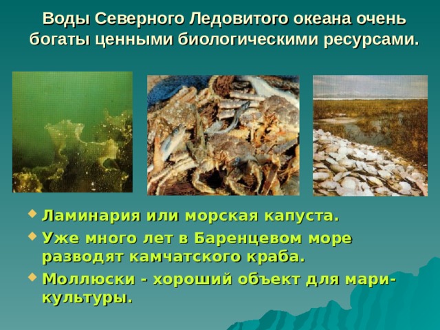 Воды Северного Ледовитого океана очень богаты ценными биологическими ресурсами. Ламинария или морская капуста. Уже много лет в Баренцевом море разводят камчатского краба. Моллюски - хороший объект для мари-культуры. 
