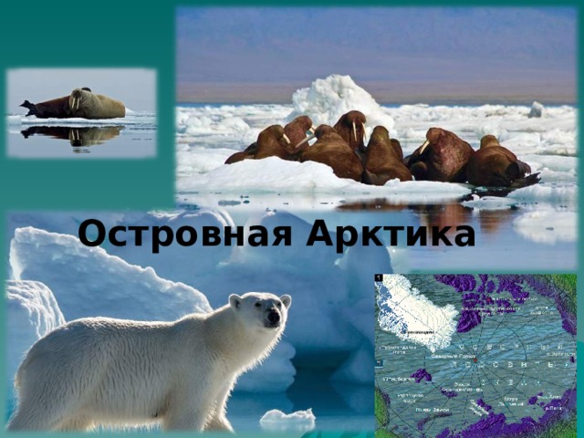 Островная Арктика  