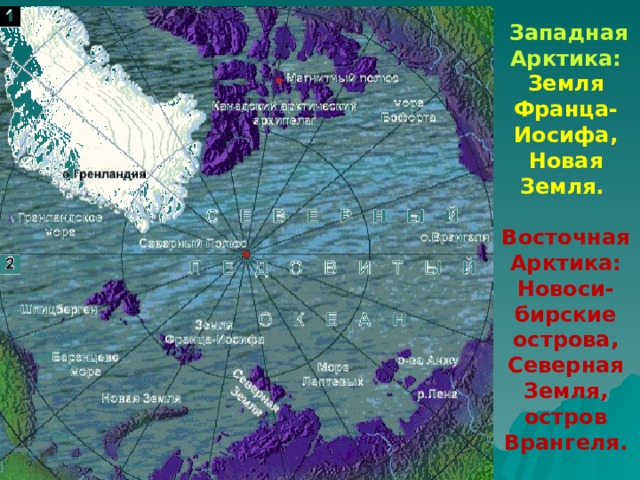  Западная Арктика:  Земля Франца-Иосифа, Новая Земля.  Восточная Арктика: Новоси-бирские острова, Северная Земля, остров Врангеля. 