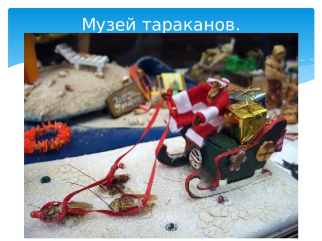 Музей тараканов.   