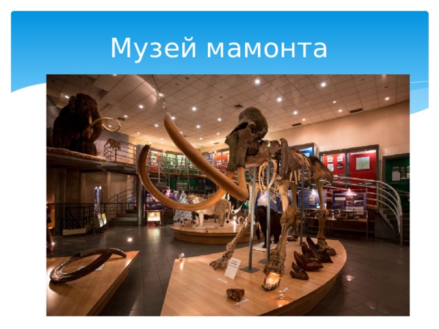 Музей мамонта 