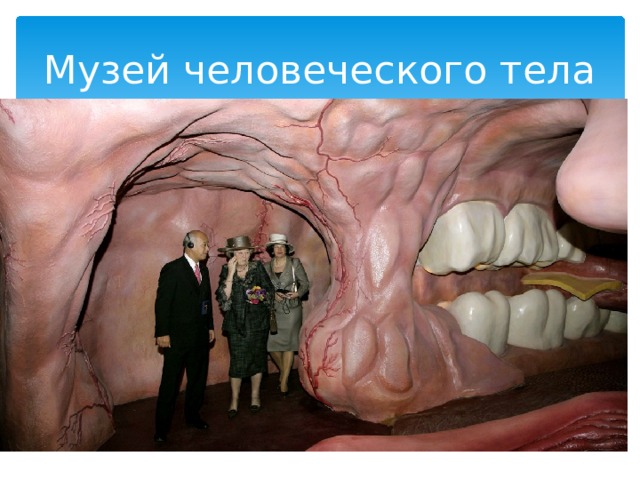 Музей человеческого тела 