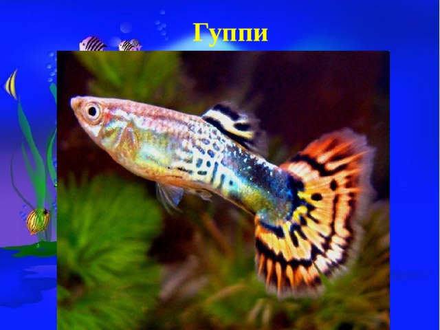 Гуппи 