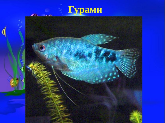 Гурами 