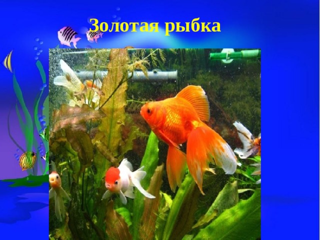 Золотая рыбка  