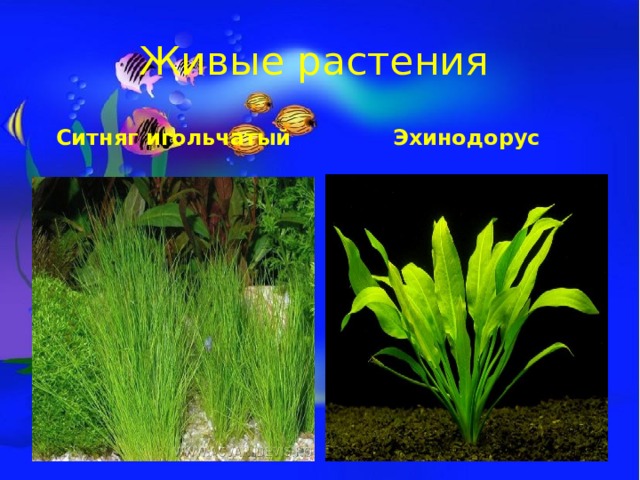 Живые растения Ситняг игольчатый Эхинодорус 
