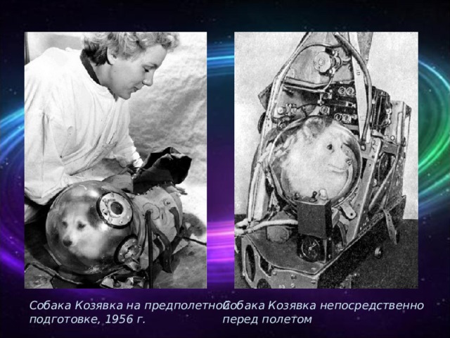 Собака Козявка на предполетной подготовке, 1956 г. Собака Козявка непосредственно перед полетом 
