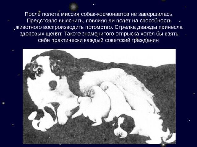После полета миссия собак-космонавтов не завершилась. Предстояло выяснить, повлиял ли полет на способность животного воспроизводить потомство. Стрелка дважды принесла здоровых щенят. Такого знаменитого отпрыска хотел бы взять себе практически каждый советский гражданин  