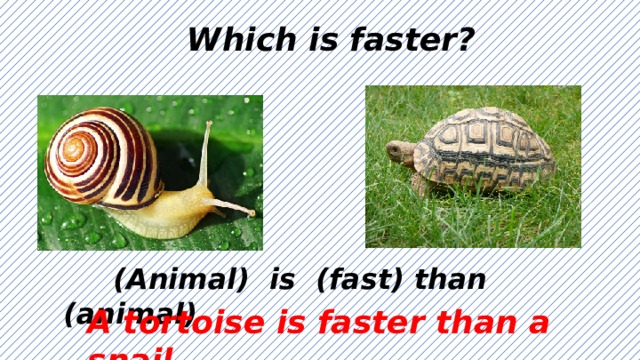Which is faster?  (Animal) is (fast) than (animal) A tortoise is faster than a snail 