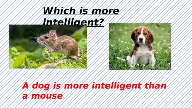 Which is more intelligent? A dog is more intelligent than a mouse 