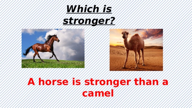 Which is stronger? A horse is stronger than a camel 