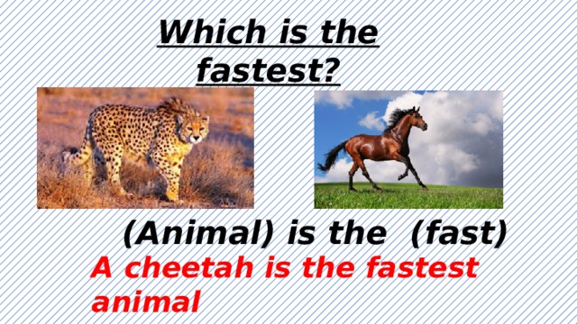 Which is the fastest? (Animal) is the (fast) A cheetah is the fastest animal 