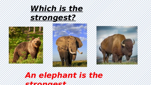 Which is the strongest? An elephant is the strongest 