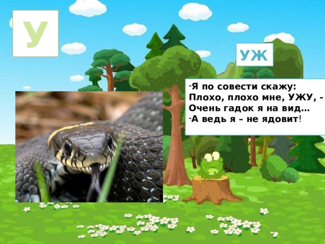 У УЖ Я по совести скажу: Плохо, плохо мне, УЖУ, - Очень гадок я на вид… А ведь я – не ядовит ! 