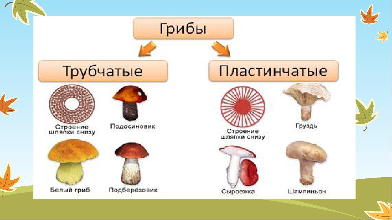 Определи рисунок на котором изображен трубчатый гриб