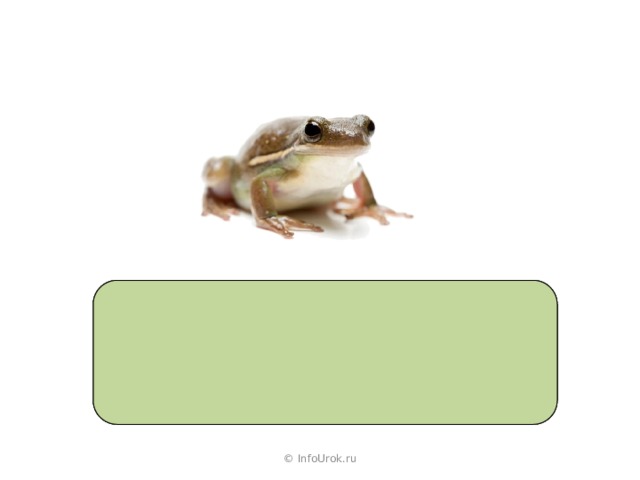  л я - гу ́ш-ка  л _ гушка  © InfoUrok.ru 