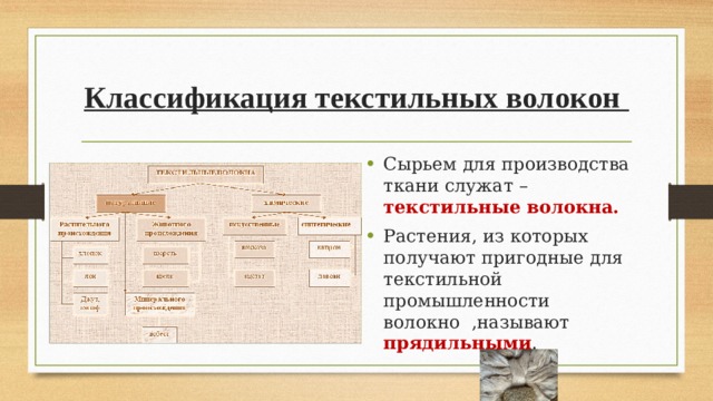 Классификация текстильных волокон Сырьем для производства ткани служат – текстильные волокна. Растения, из которых получают пригодные для текстильной промышленности волокно ,называют прядильными . 