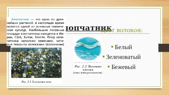   Хлопчатник Цвет волокон: Белый Зеленоватый Бежевый 