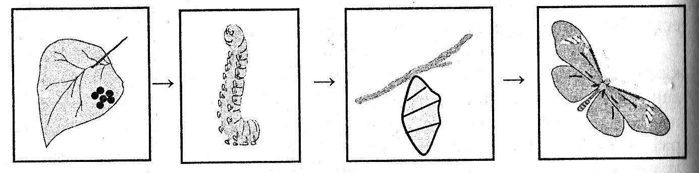 Развитие бабочки схема. Схему цикла размножения бабочки.. Схема развития бабочки белянки. Схема развития бабочки 3 класс. Цикл развития насекомых бабочки.