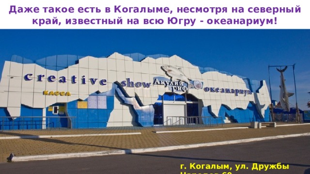 Даже такое есть в Когалыме, несмотря на северный край, известный на всю Югру - океанариум! г. Когалым, ул. Дружбы Народов 60  