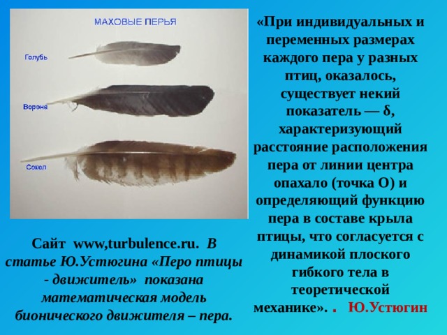 «При индивидуальных и переменных размерах каждого пера у разных птиц, оказалось, существует некий показатель — δ, характеризующий расстояние расположения пера от линии центра опахало (точка O) и определяющий функцию пера в составе крыла птицы, что согласуется с динамикой плоского гибкого тела в теоретической механике». .  Ю.Устюгин Сайт www,turbulence.ru. В статье Ю.Устюгина «Перо птицы - движитель» показана математическая модель бионического движителя – пера. 