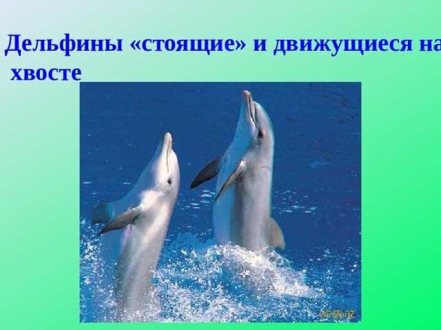 Дельфины «стоящие» и движущиеся на хвосте 