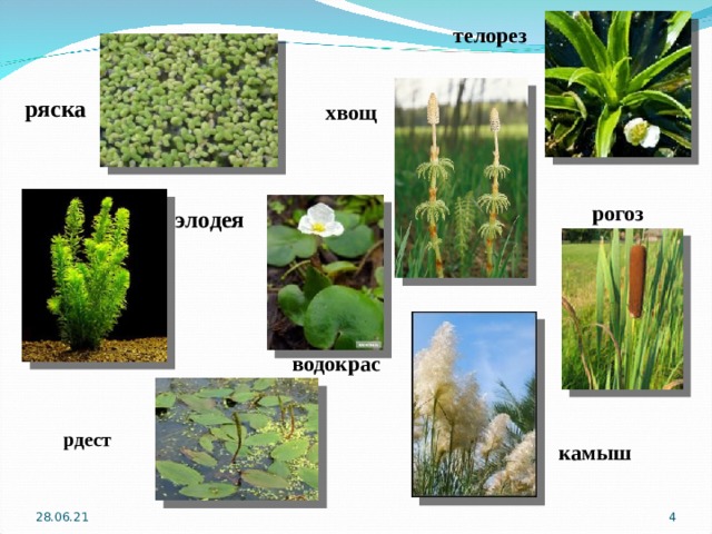 телорез ряска хвощ рогоз элодея водокрас  рдест камыш  28.06.21 