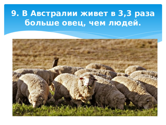 9. В Австралии живет в 3,3 раза больше овец, чем людей. 